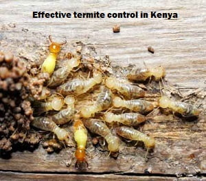 Effective termites control in Kenya Effective termites control in Kenya