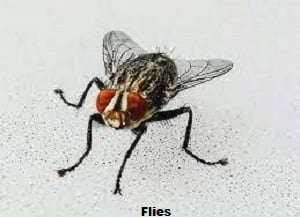 Flies control in Kenya Flies control in Kenya