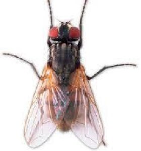 Flies control services Flies control services