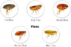 getting rid of fleas in Kenya?