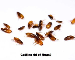 Getting rid of fleas in Kenya?