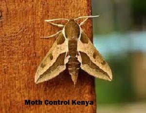 Moth control in Kenya Moth control in Kenya