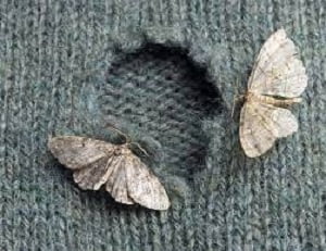 Moths control services in Kenya Moths control services in Kenya