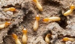 Pest control in Kakuma