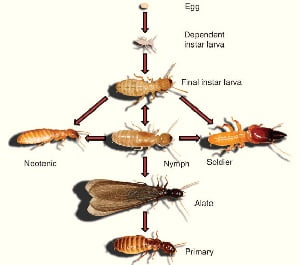 Termites control in Nairobi
