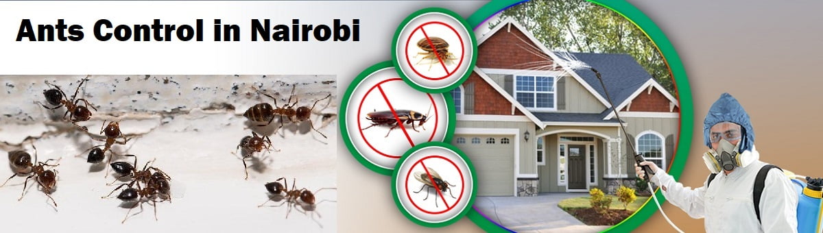Ants control in Nairobi