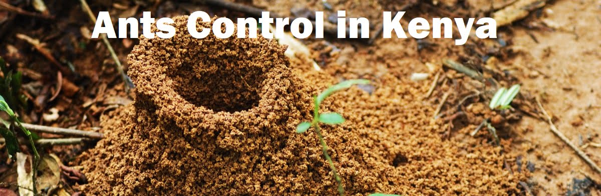 Ants control services in Kenya