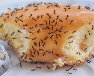 Ants control services in Nairobi