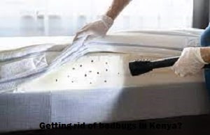 Bedbugs & getting rid of bedbugs in Kenya? Bedbugs & getting rid of bedbugs in Kenya?