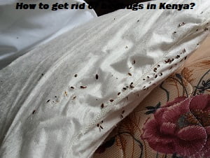 Bedbugs & how to get rid of bedbugs in Kenya? Bedbugs & how to get rid of bedbugs in Kenya?