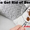Bedbugs & how to get rid of bedbugs in Kenya?