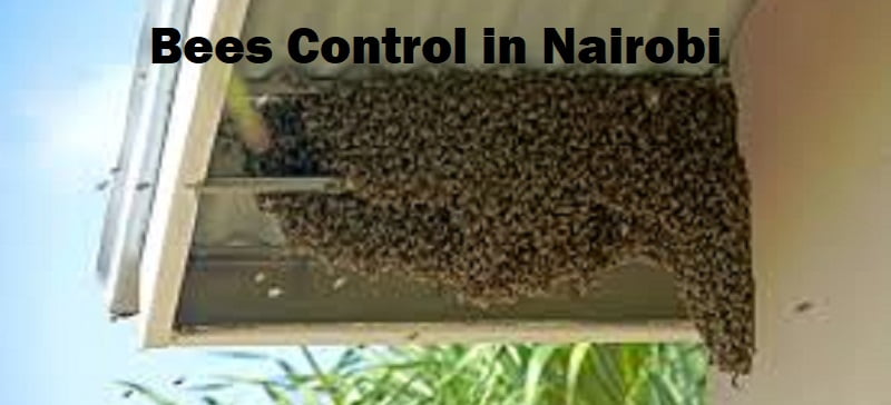 Bees control in Nairobi