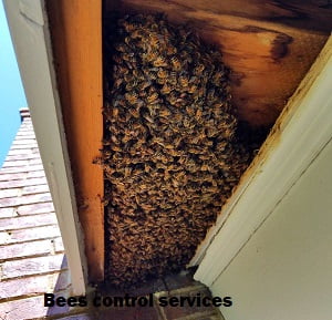 Bees Control Services in Nairobi