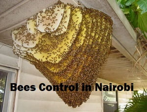 Bees control services in Nairobi