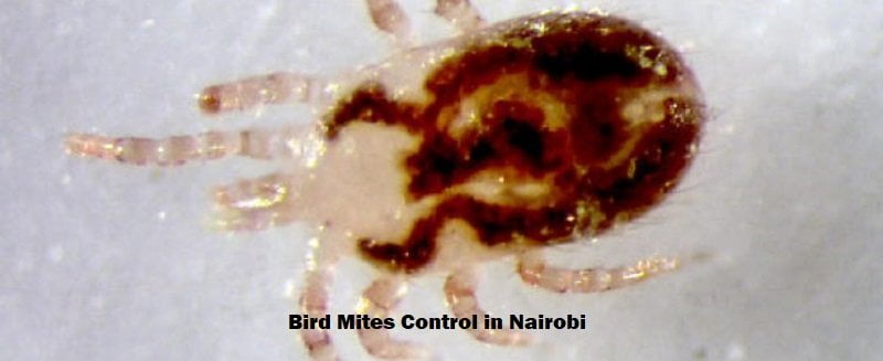 Bird mites control in Nairobi