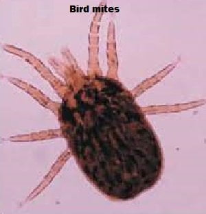 Bird mites control services in Nairobi