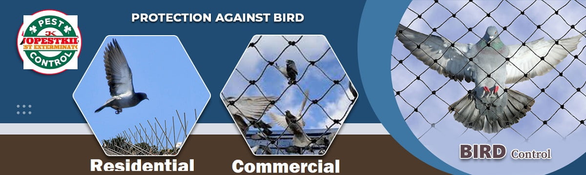 Birds control in Nairobi