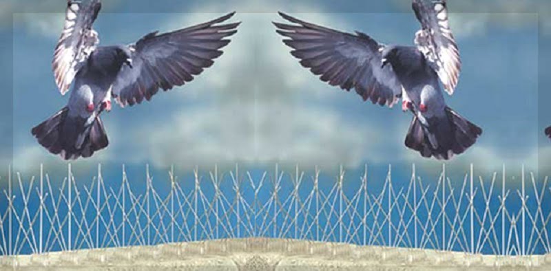 Birds control services in Nairobi