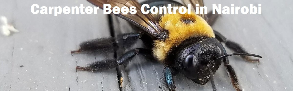 Carpenter bee control in Nairobi