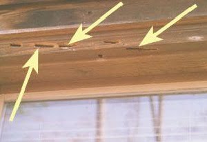 Carpenter bees control in Nairobi Carpenter bees control in Nairobi