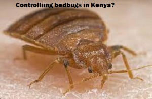 Controlling bedbugs in Kenya? Controlling bedbugs in Kenya?