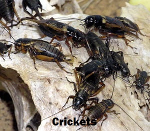 Crickets control in Kenya