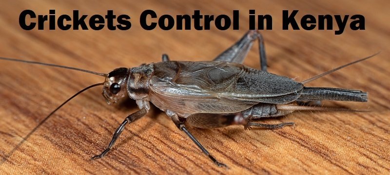 Crickets control services in Kenya