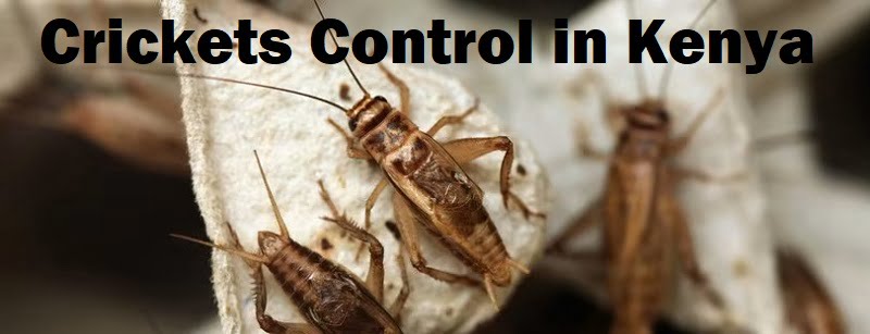 Crickets control in Kenya