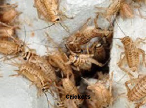 Crickets control services
