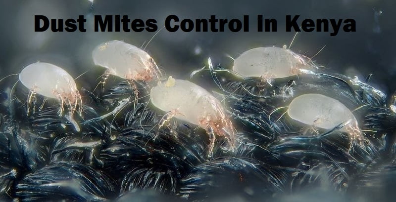 Dust mites control in Kenya