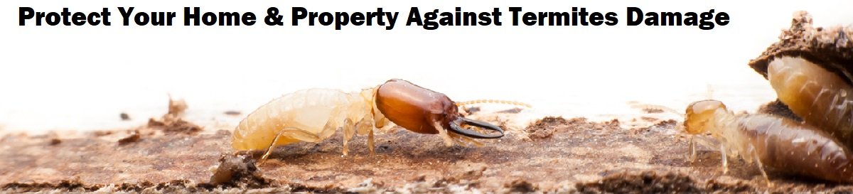 Effective Pesticides For Termites Control in Kenya