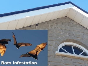 Effective fumigation services Kenya Effective fumigation services Kenya