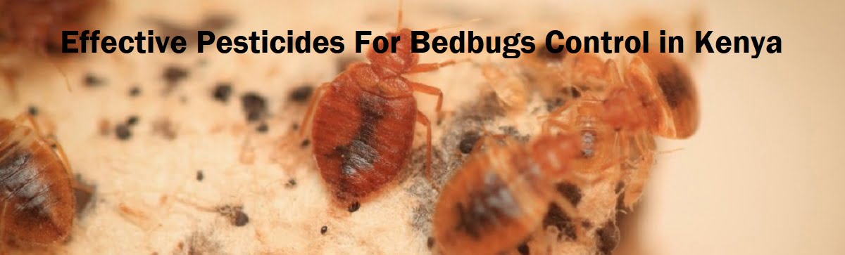 Effective pesticides for bedbugs control in Kenya