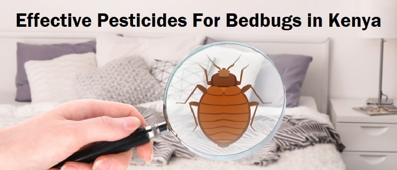 Effective pesticides for bedbugs in Kenya