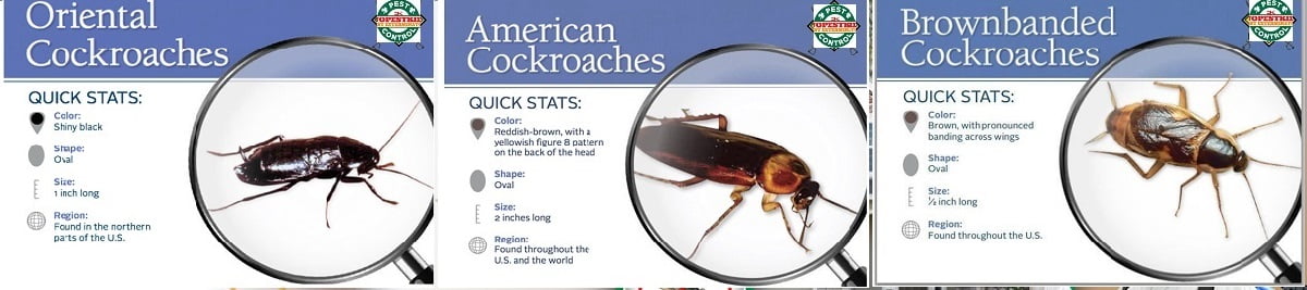 Effective pesticides for cockroaches control in Kenya
