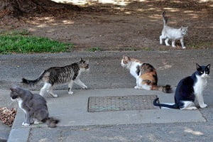 Feral cats or stray cats control in Nairobi Feral cats or stray cats control in Nairobi