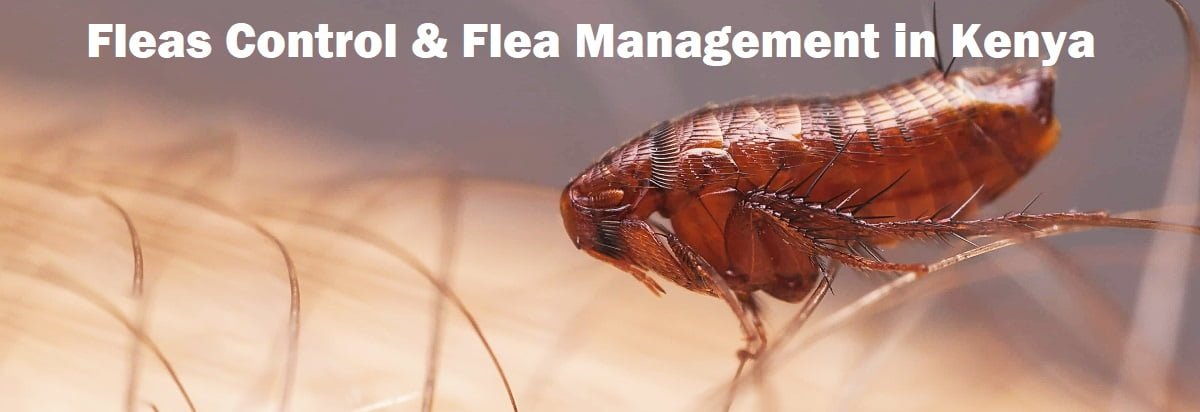 Fleas control in Kenya & flea infestation management in Kenya