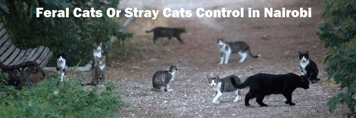 Feral cat or stray cats control in Nairobi
