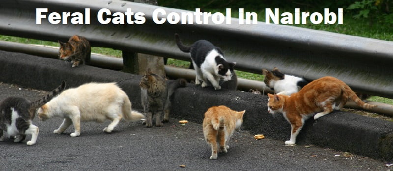 Feral cats or stray cats control in Nairobi Feral cats or stray cats control in Nairobi