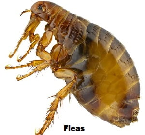 Fleas control in Nairobi