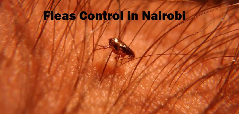 Jiggers control in Nairobi