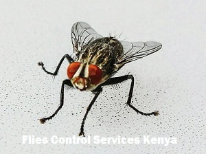 Flies control services in Nairobi