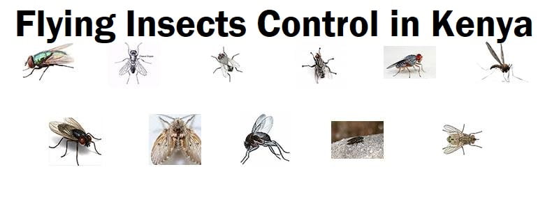 Flying insects control in Kenya Flying insects control in Kenya