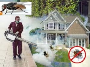 Flying insects control in Kenya Flying insects control in Kenya