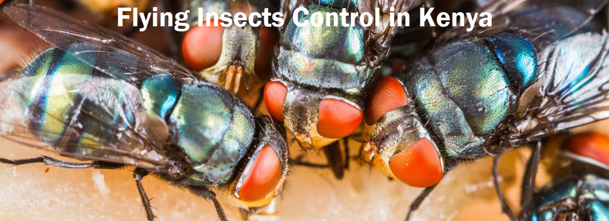 Flying insects control services in Kenya