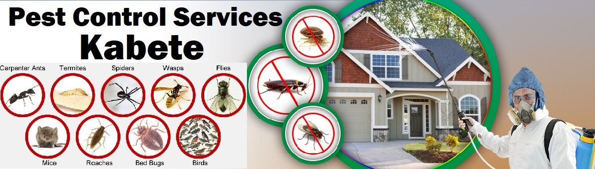 Fumigation and pest control services in Kabete Fumigation and pest control services in Kabete