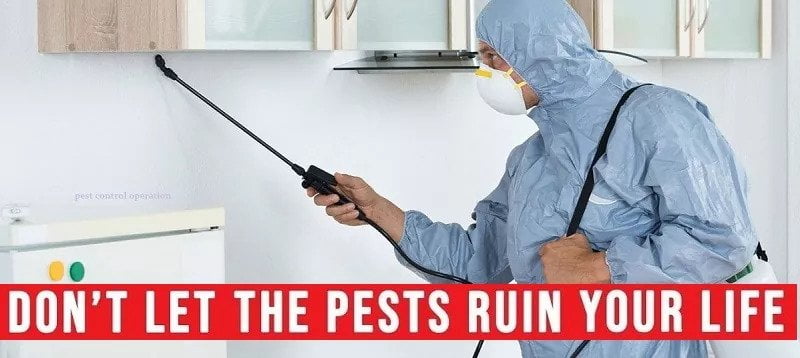 Fumigation and pest control services in Kisumu Fumigation and pest control services in Kisumu