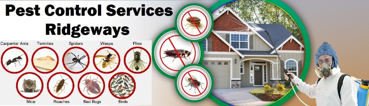Fumigation and pest control services in Ridgeways Nairobi