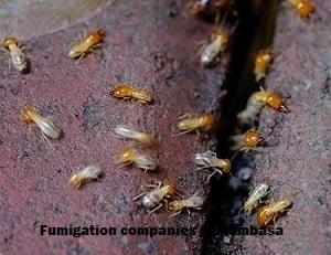 Fumigation companies in Mombasa Fumigation companies in Mombasa