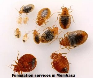 Fumigation services in Mombasa Fumigation services in Mombasa